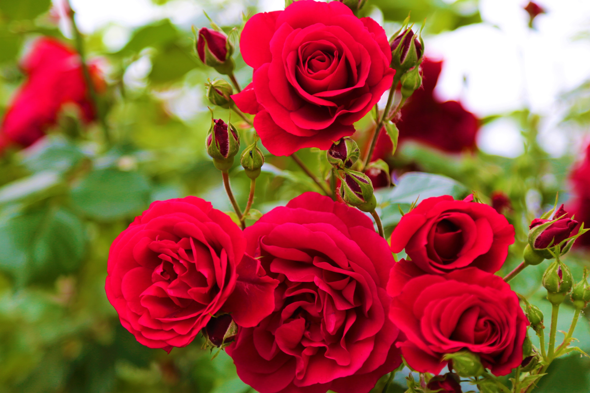 Roses