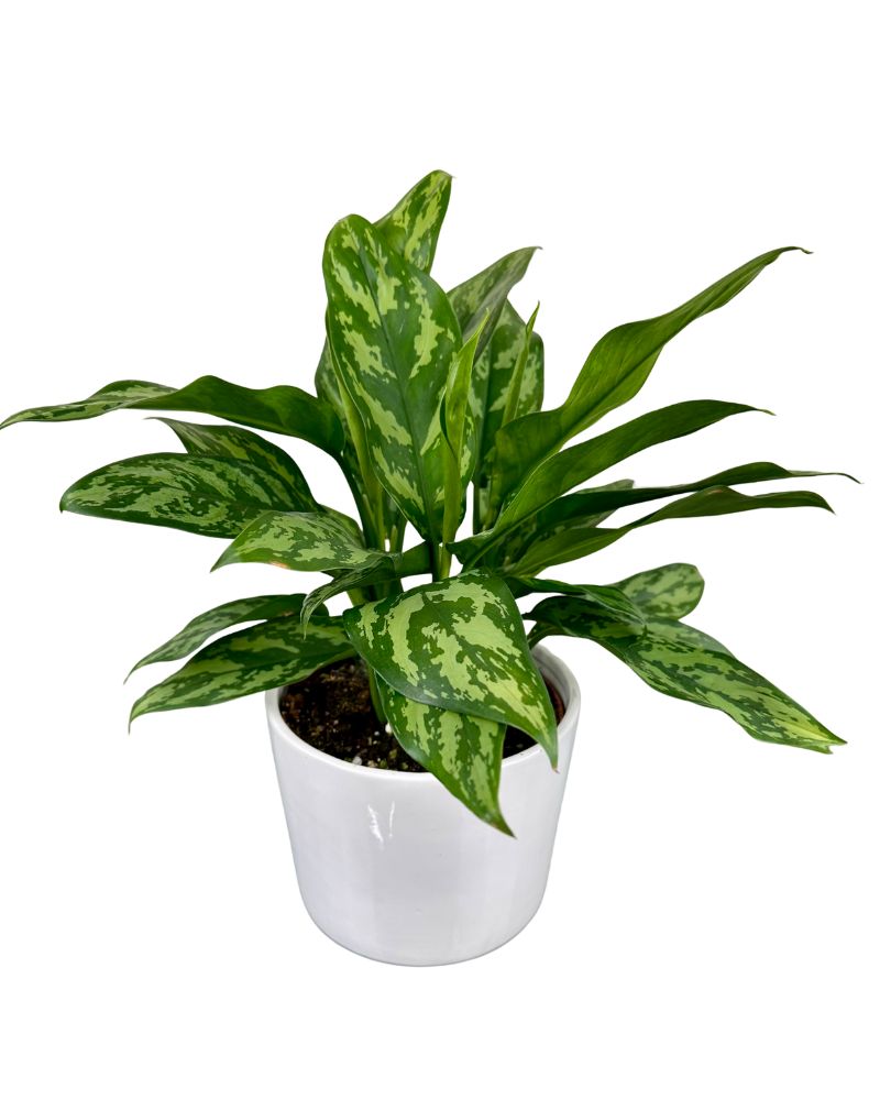 Aglaonema
