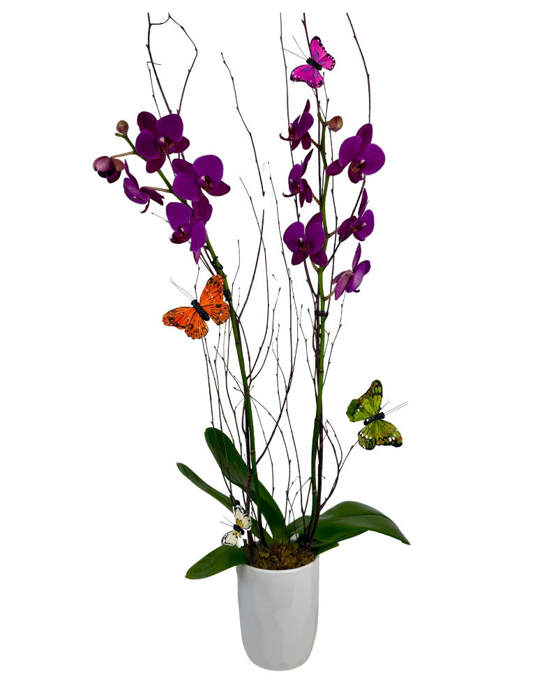 Butterfly Dreams Orchids