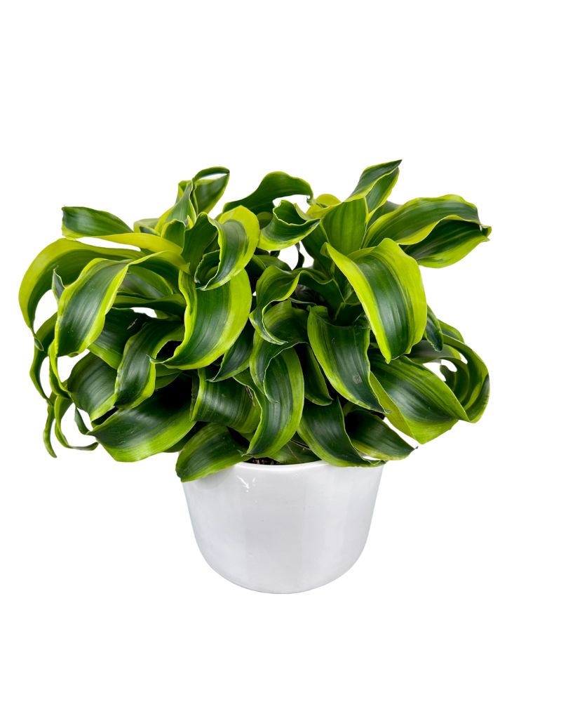 Novelty Dracaena