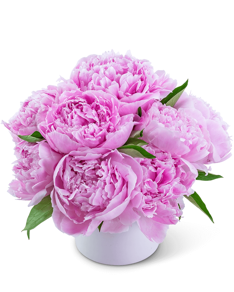 Peony Paradise