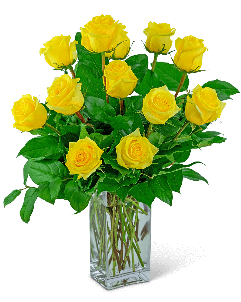 Yellow Roses (12)