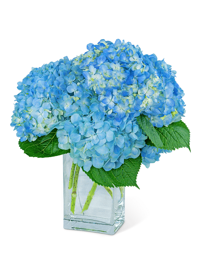 Hydrangeas In Blue