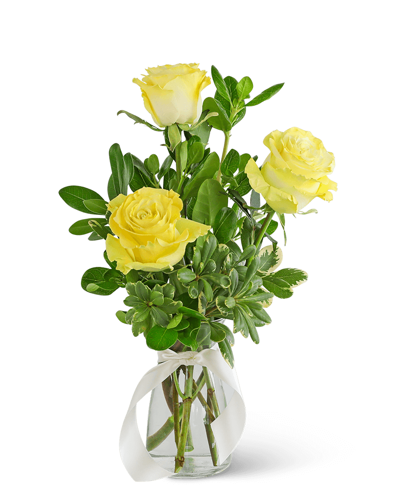 Three Yellow Roses