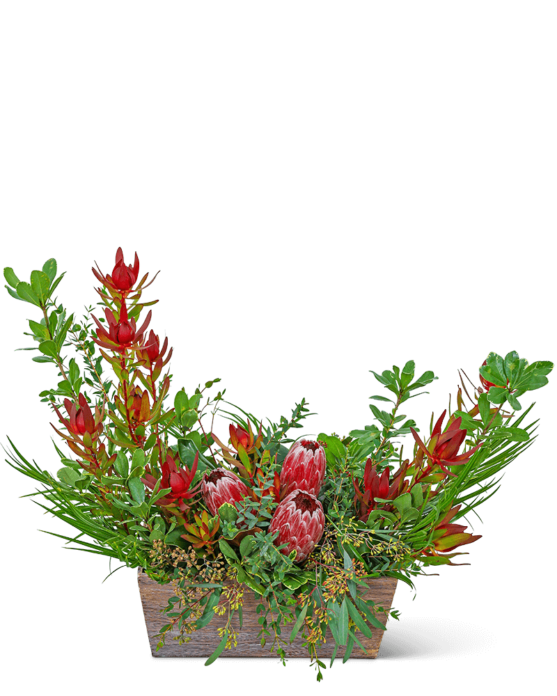 Wild Protea Crescent