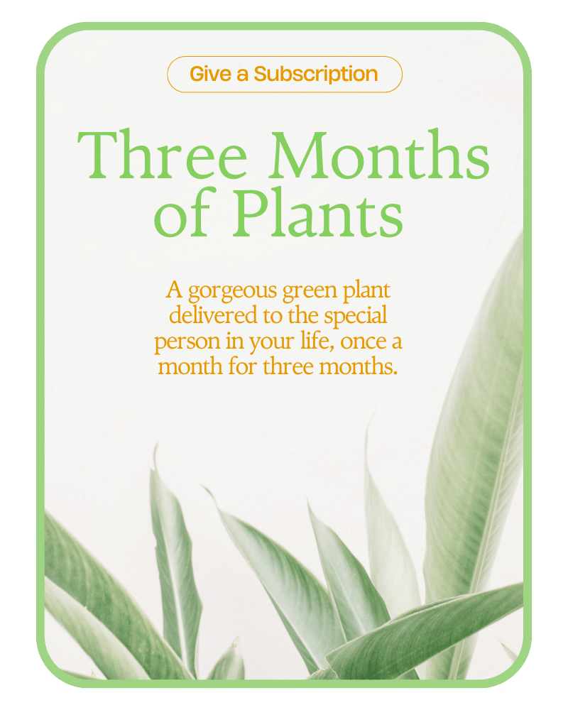 Plant Subscription (3)
