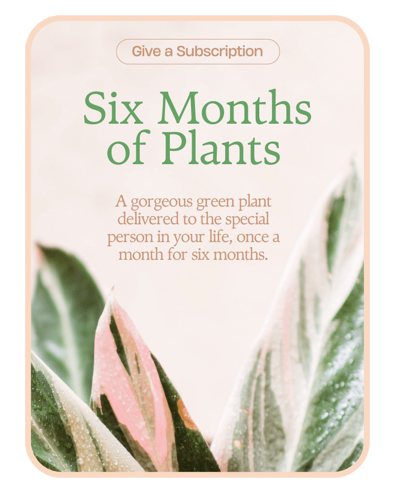 Plant Subscription (6)