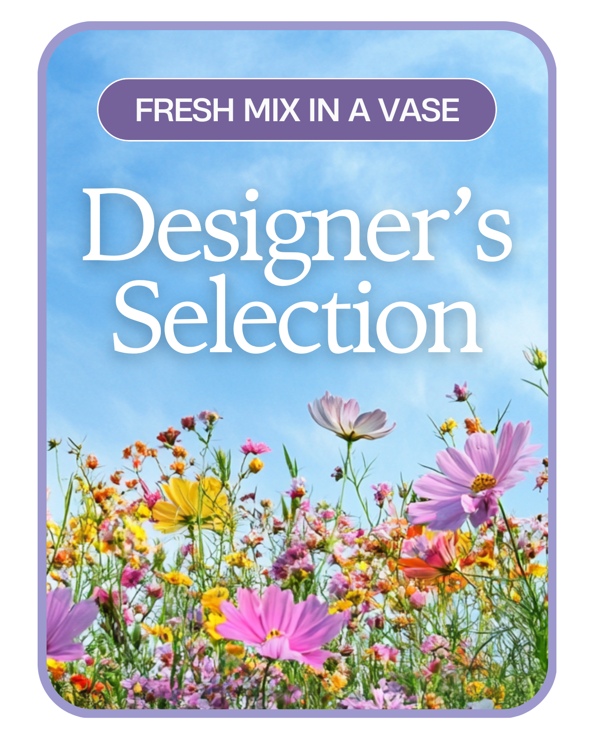 Designer's Choice Everyday