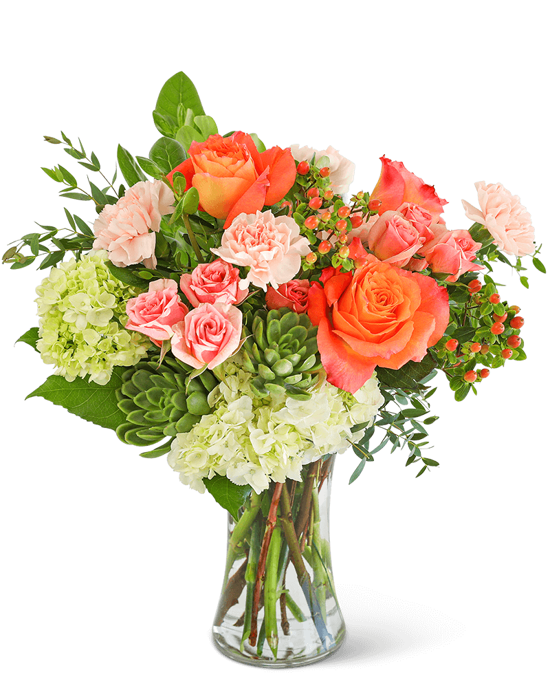 Malibu Sun with Succulents