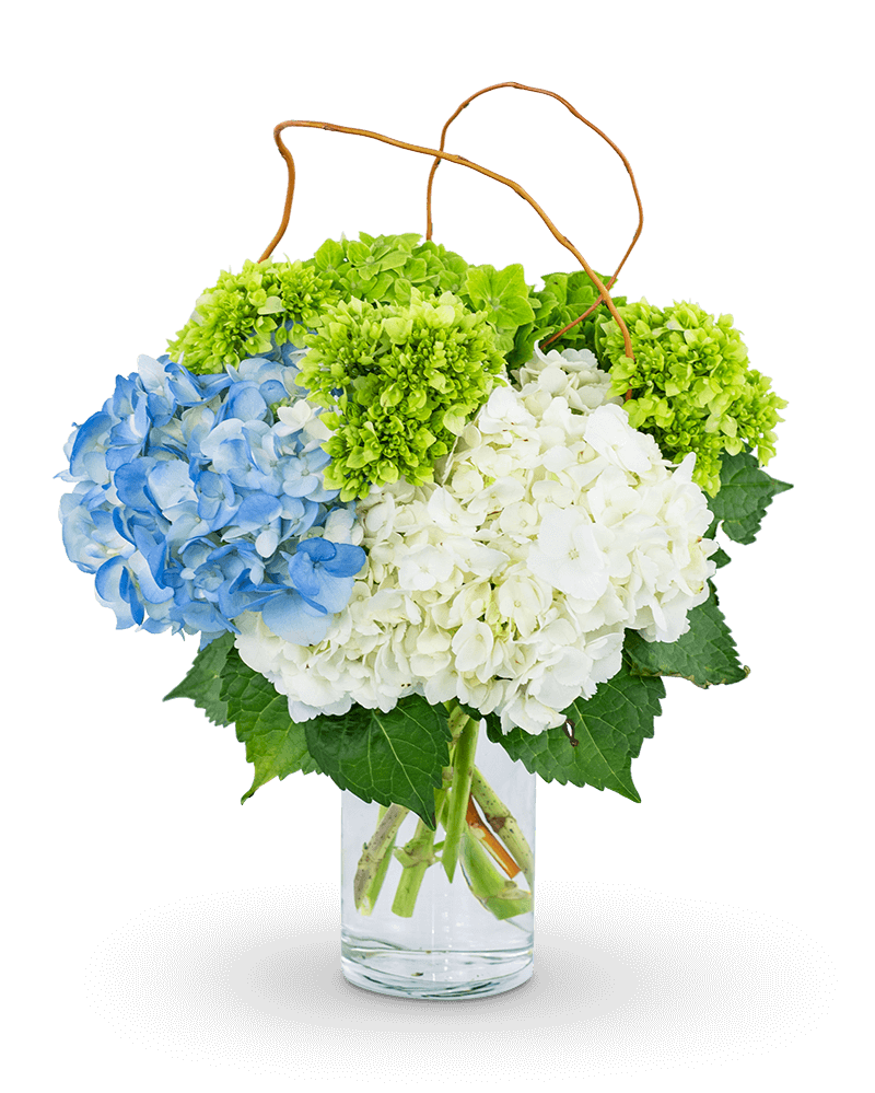 Hydrangea Perfection