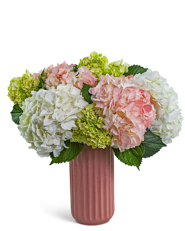 Hint of Pink Hydrangea