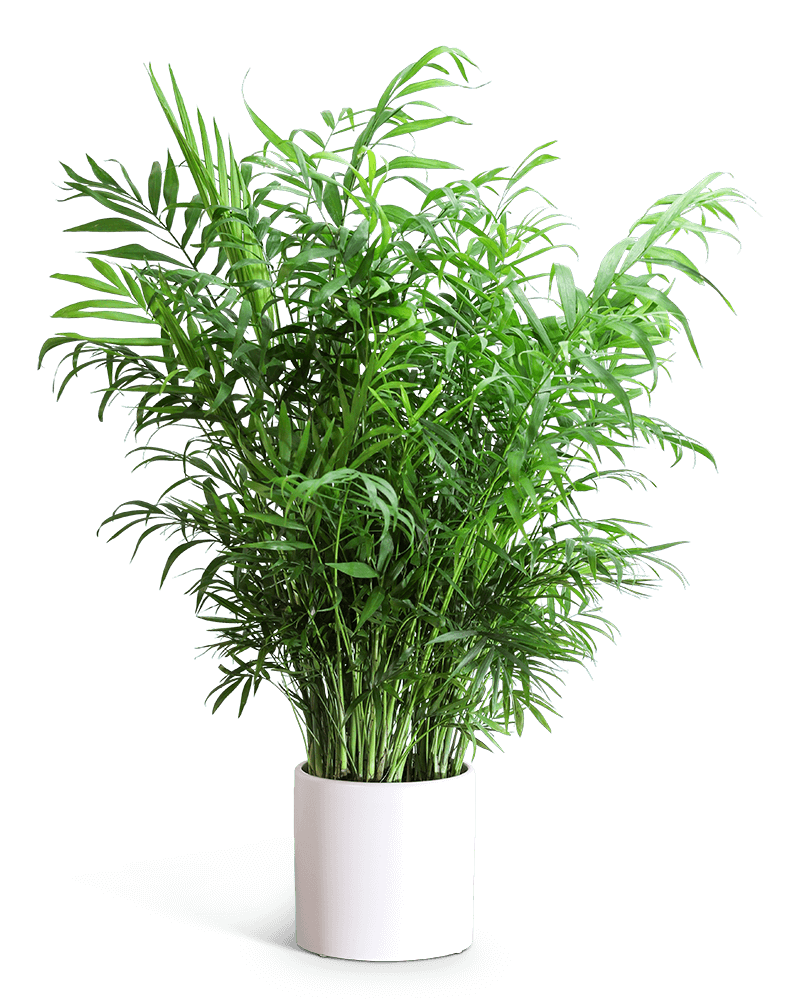 Areca Palm Plant