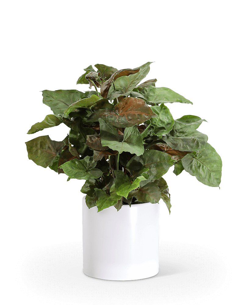 Arrowhead Plant