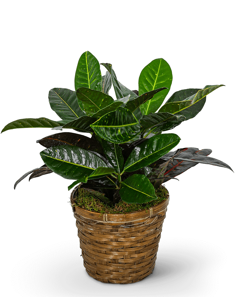 Croton Plant in Basket