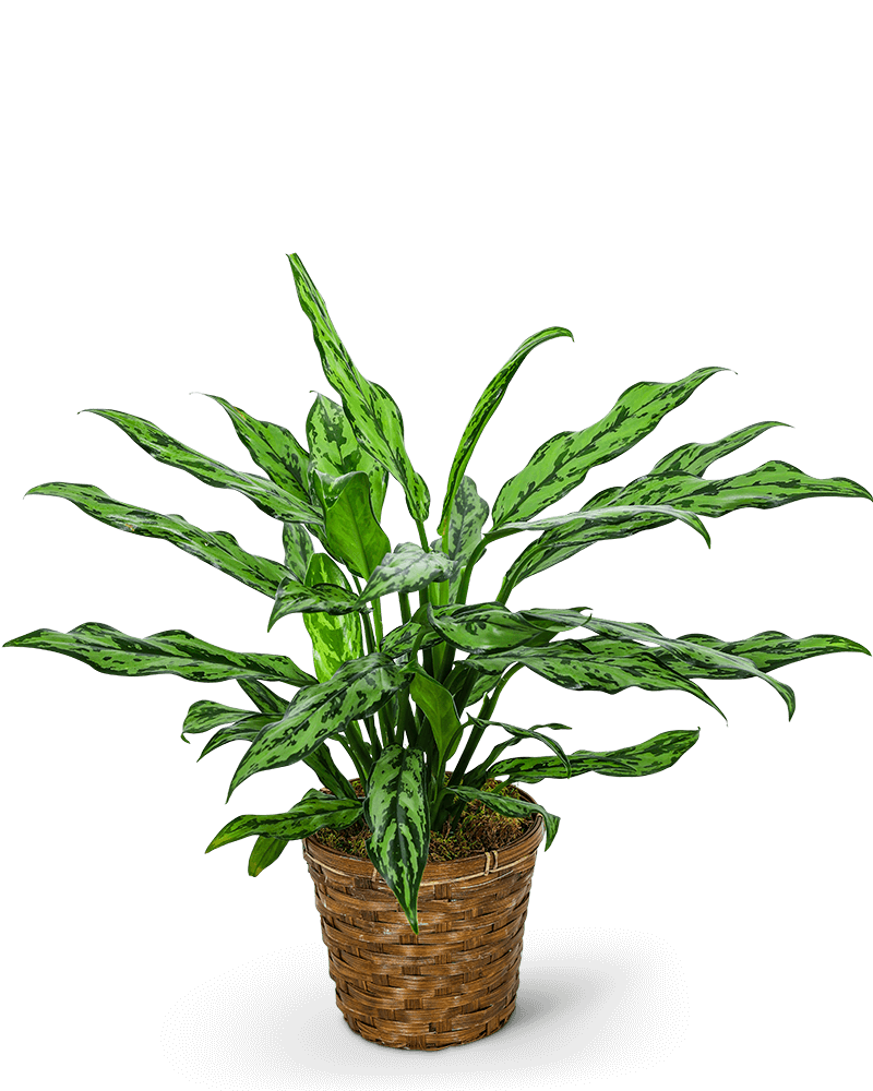 Chinese Evergreen Plant