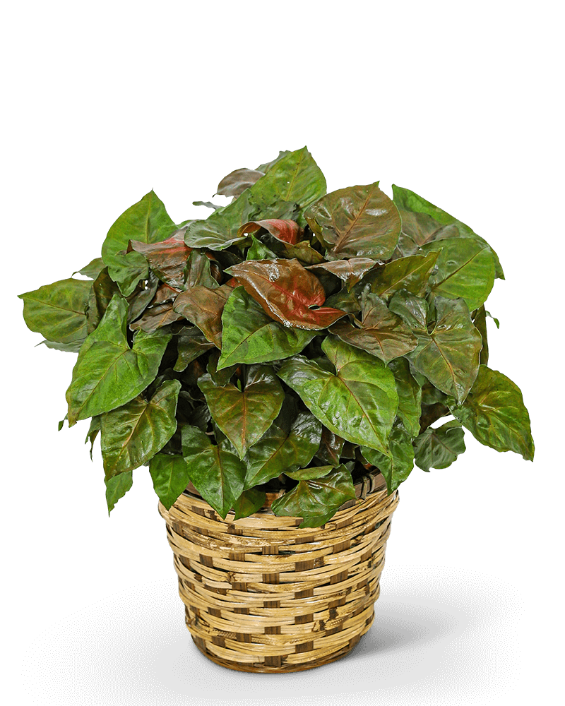 Arrowhead Plant in Basket