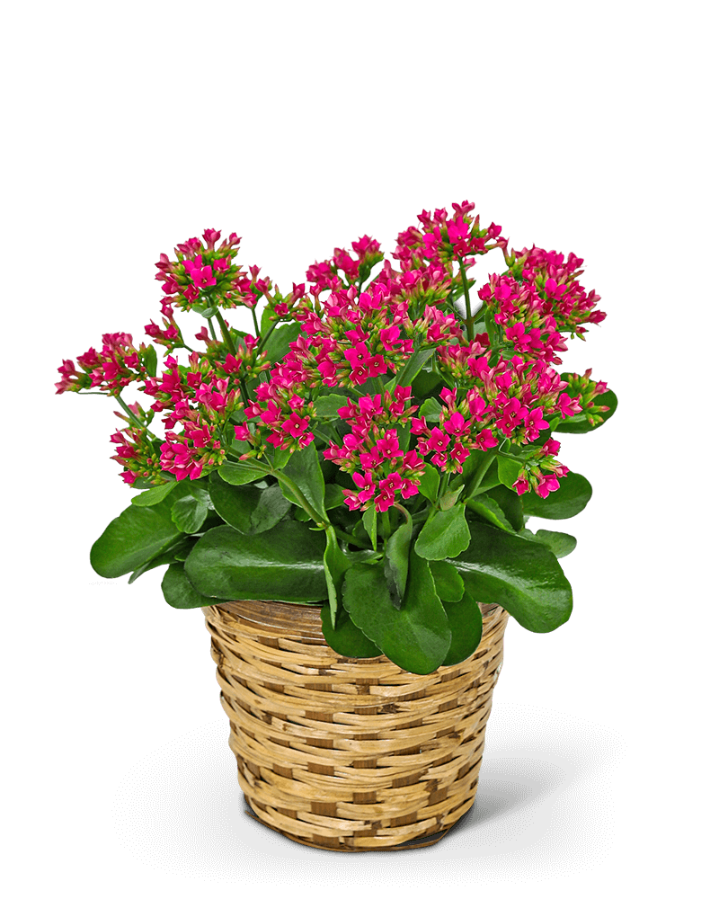 Rosy Bloom Kalanchoe Plant