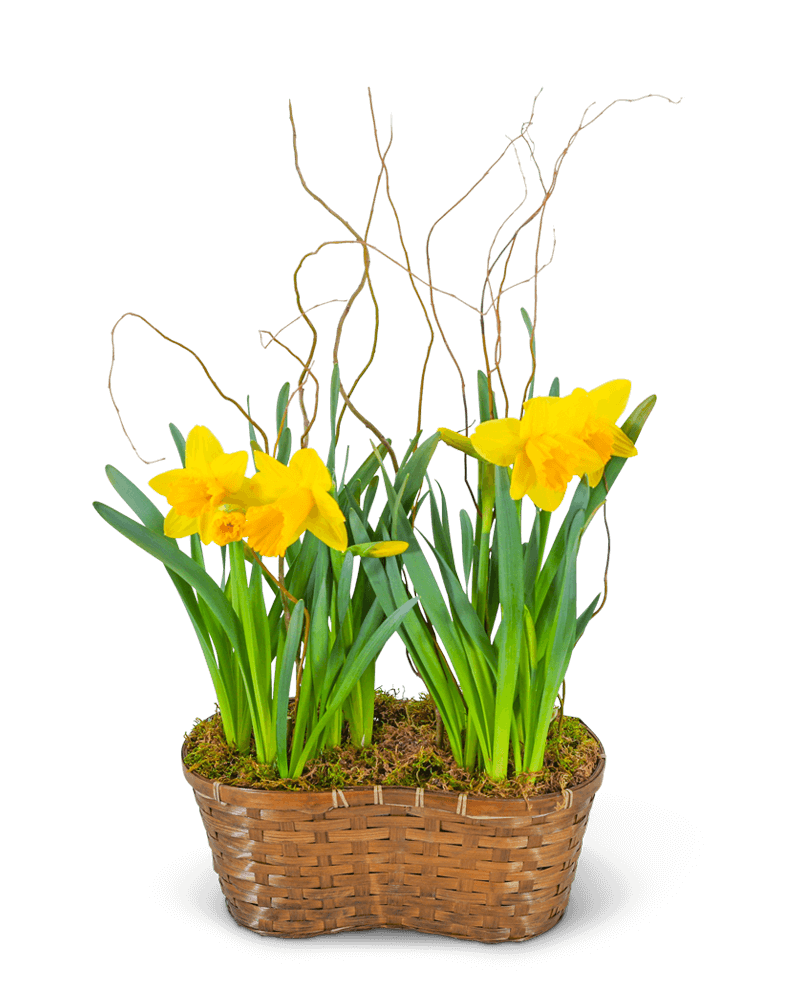 Double Daffodil Basket