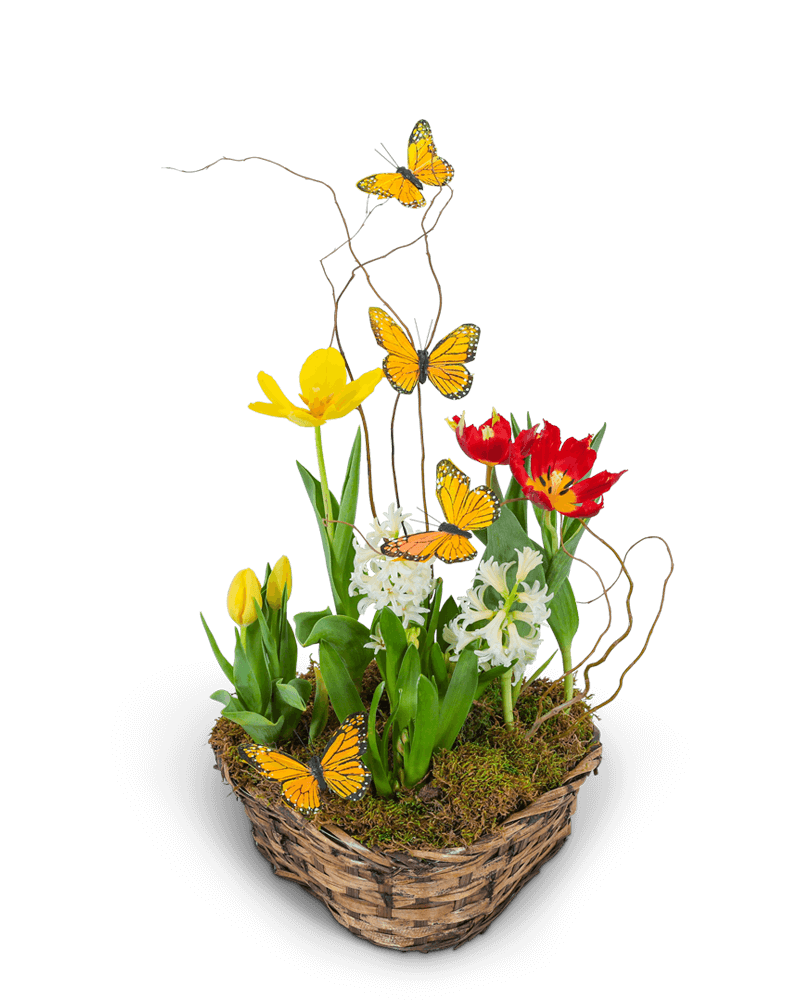 Blooming Bulbs with Butterflies