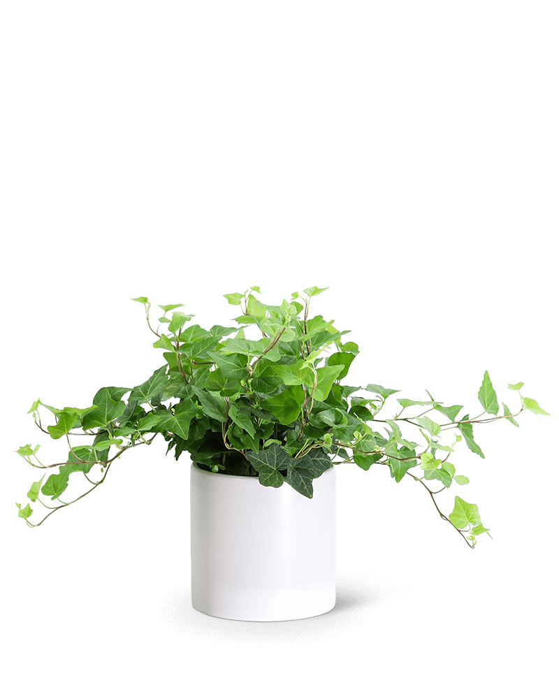English Ivy Plant