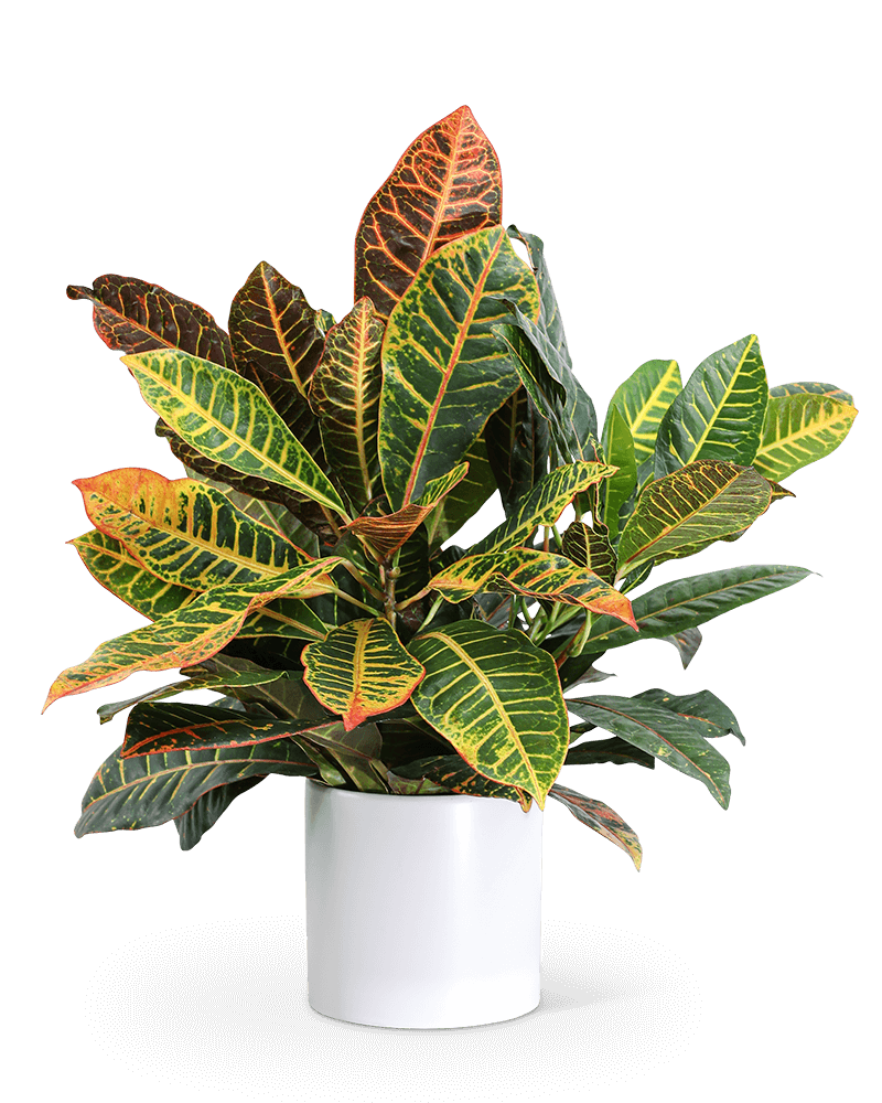 Croton Petra Plant