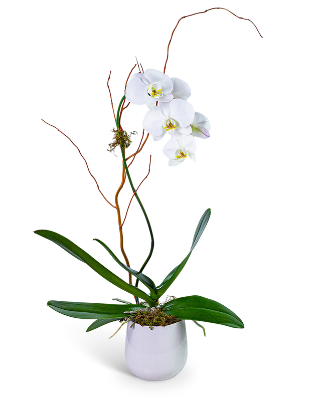 Whispering Phalaenopsis Orchid