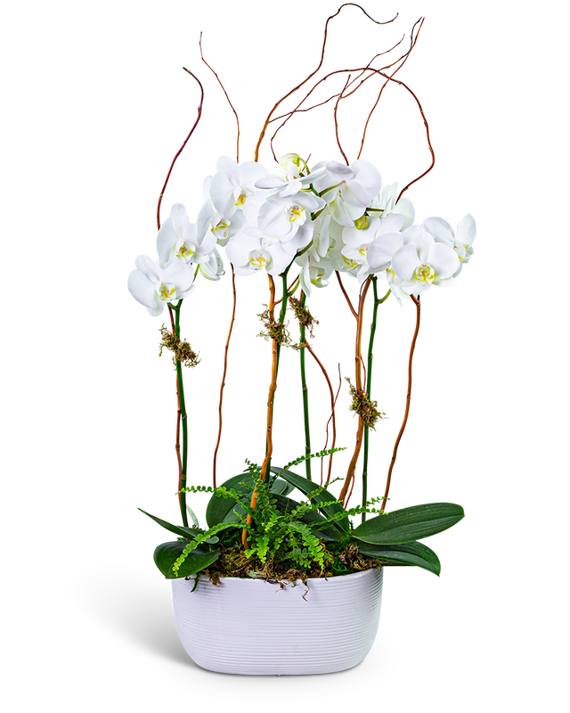 Fifth Avenue Triple Orchid
