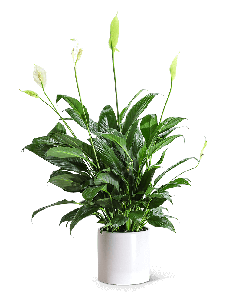 Peace Lily Plant