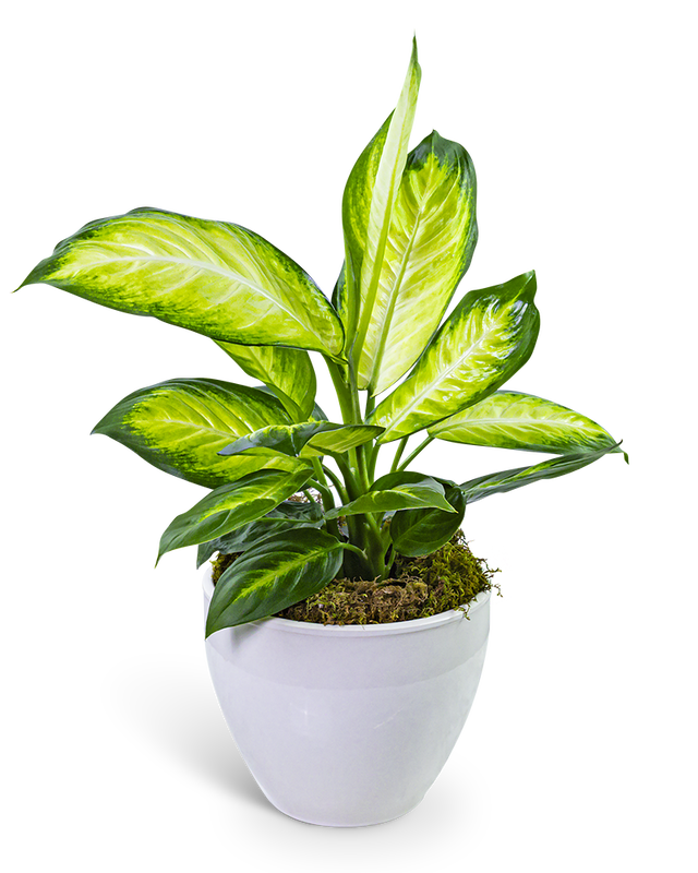 Dieffenbachia Plant in Ceramic