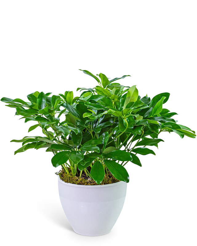 Arboricola Plant in Ceramic