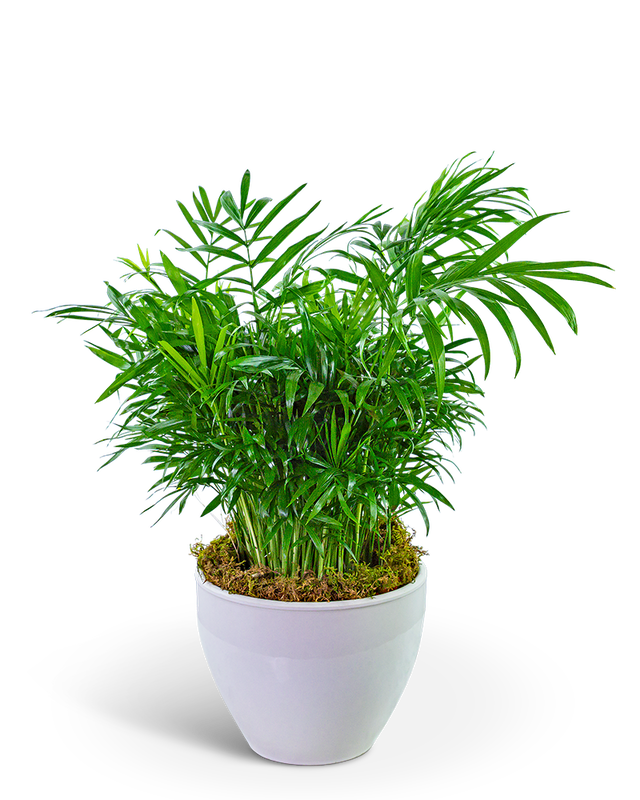 Palm Plant in Ceramic