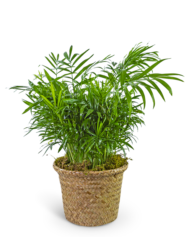 Palm Plant in Basket