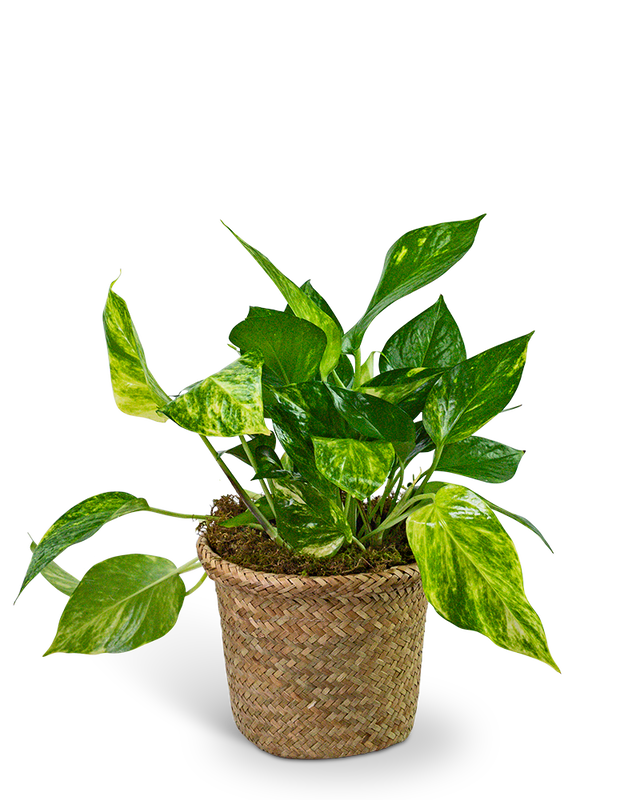 Pothos Plant in Woven Basket