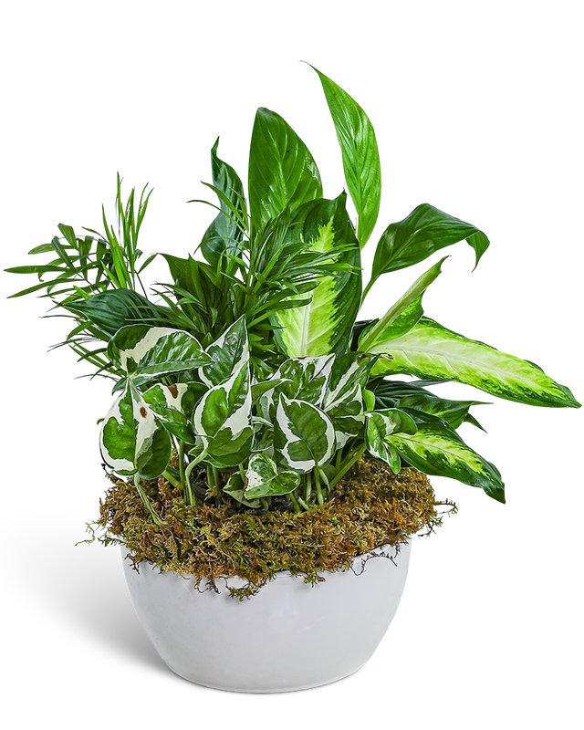 Zen Dish Garden