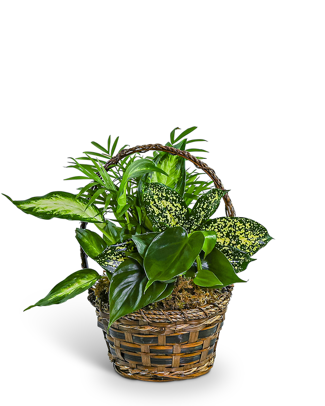 Tranquil Dish Garden in Basket