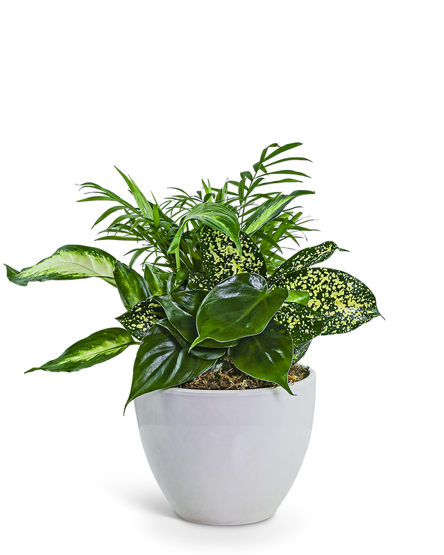 Serene Dish Garden