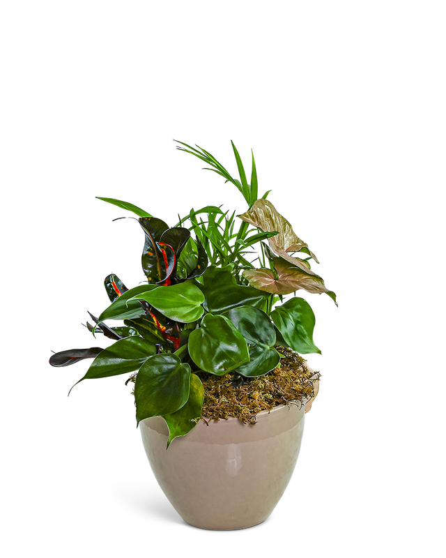 Dish Garden in Taupe Ceramic