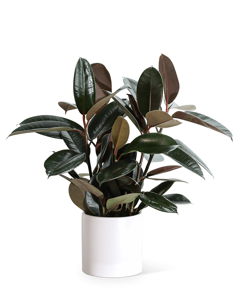 Rubber Tree Plant