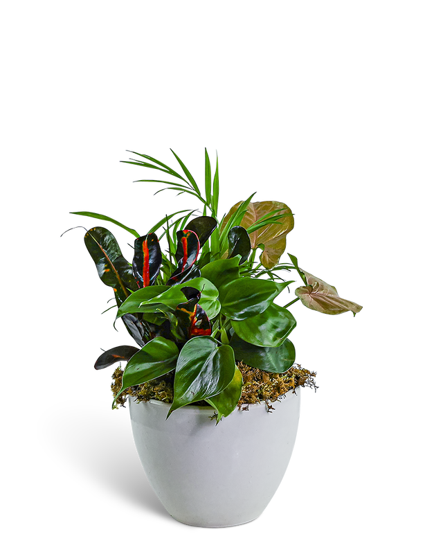 Dish Garden in Gray Ceramic