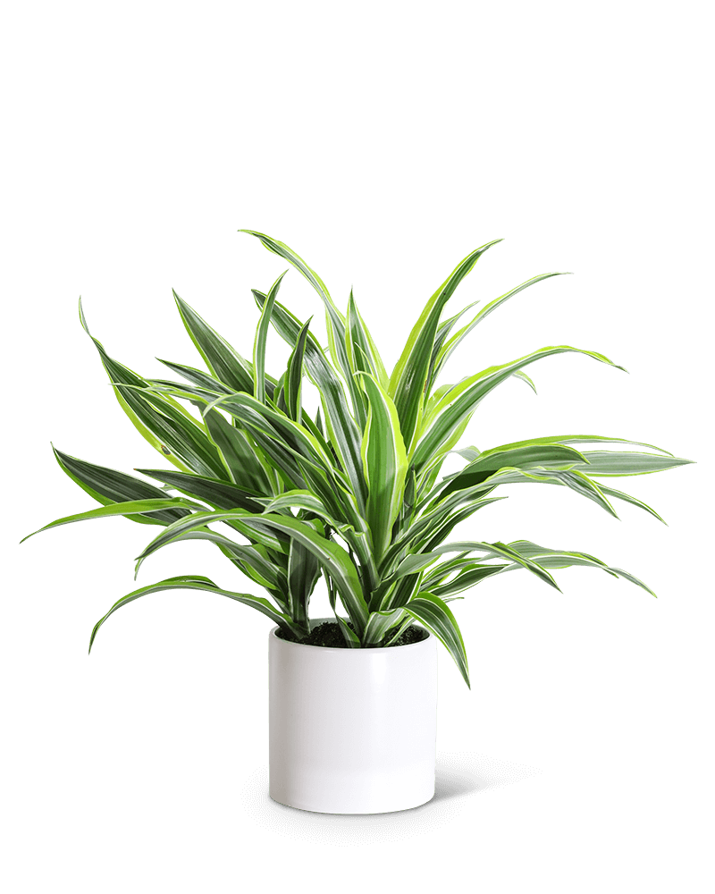 Dracaena Lemon Lime Plant