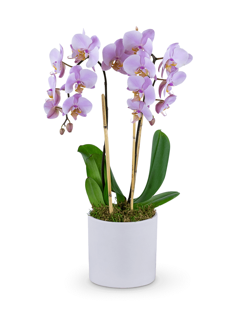 Phalaenopsis Orchid