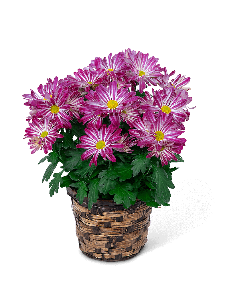 Purple Daisy Chrysanthemum Plant in Basket