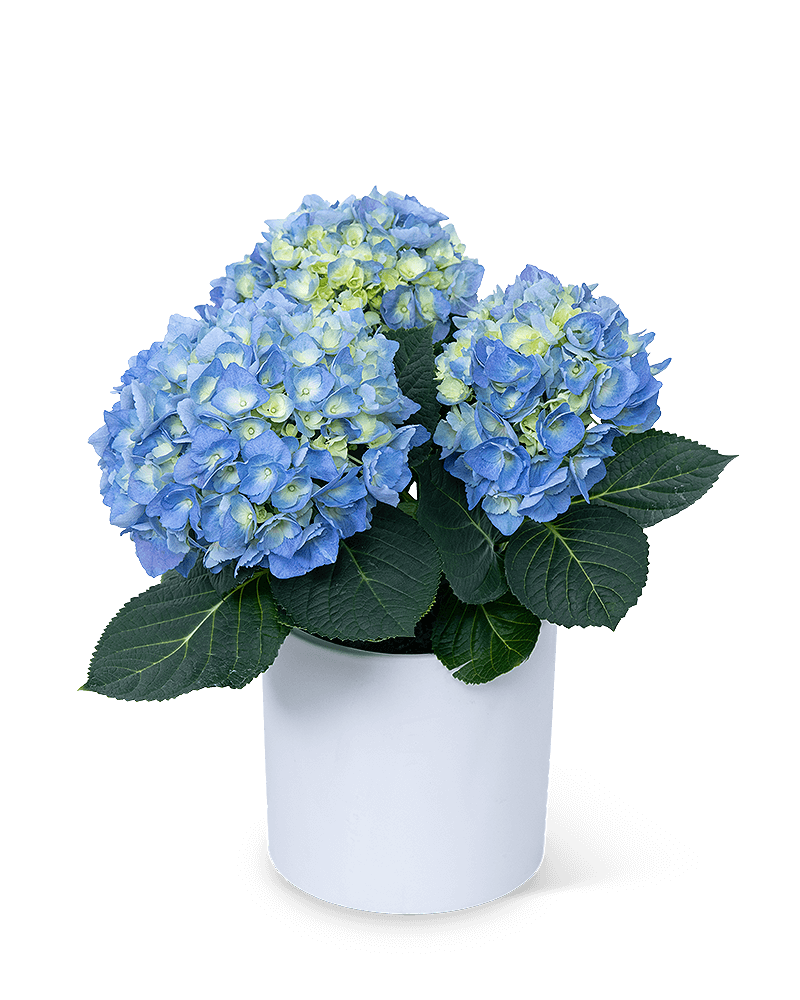 Blue Hydrangea Plant