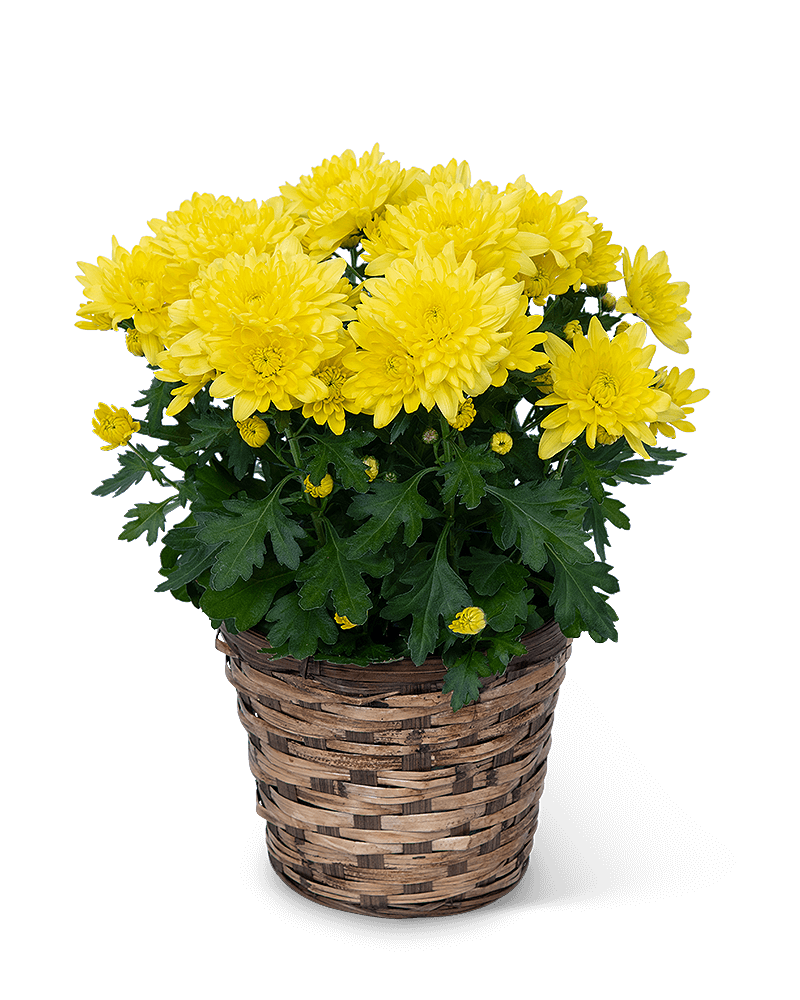 Yellow Chrysanthemum Plant in Basket
