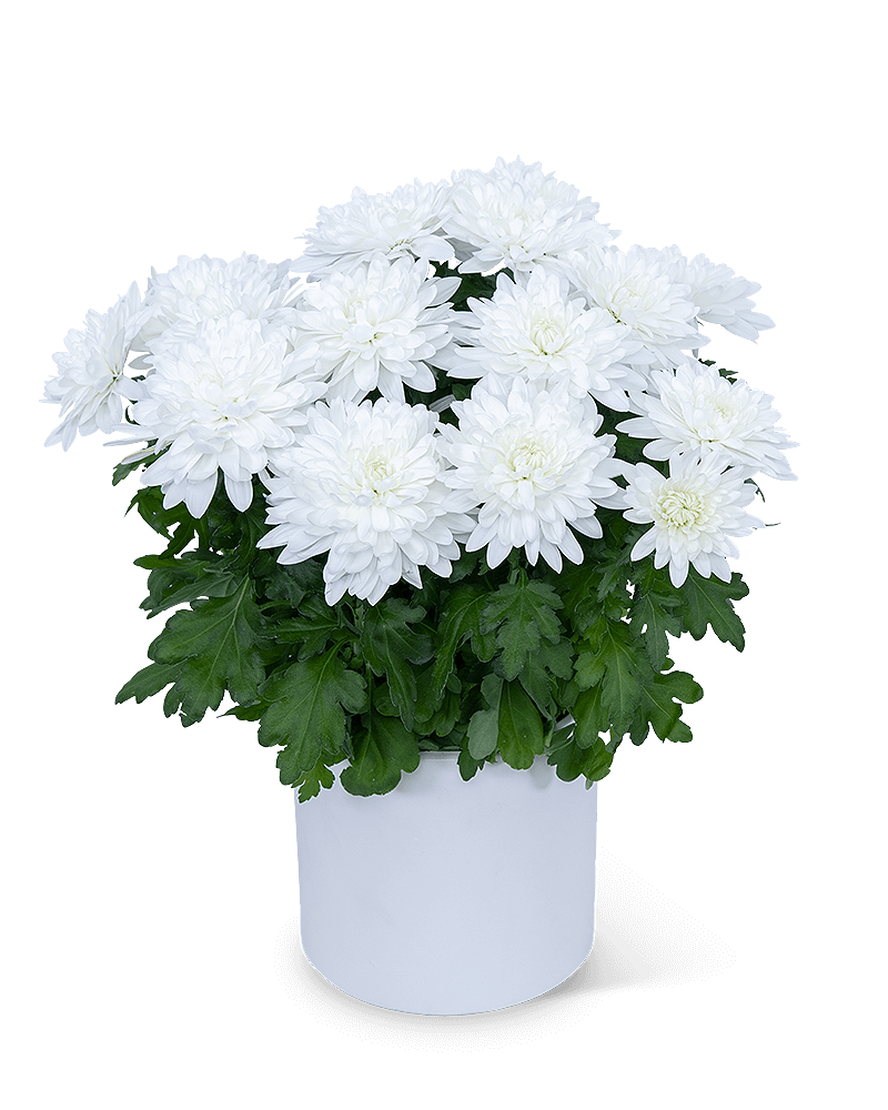 White Chrysanthemum Plant
