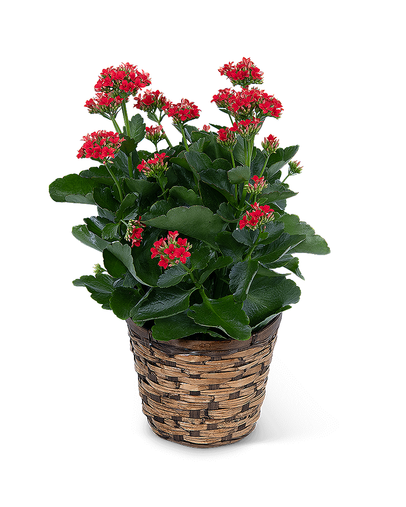 Red Kalanchoe Plant in Basket