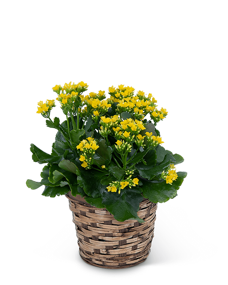 Yellow Kalanchoe Plant In Basket