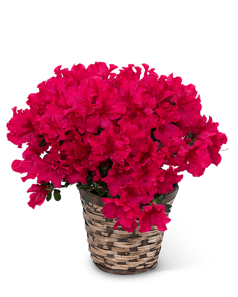 Azalea Plant in Basket