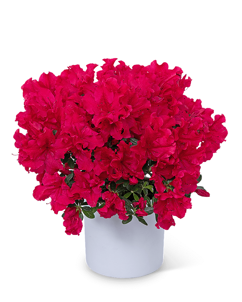 Azalea Plant