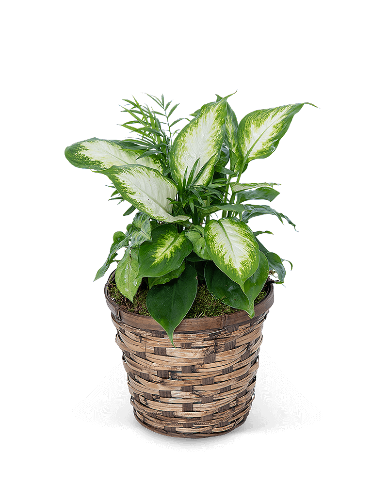 Mixed Planter in Basket